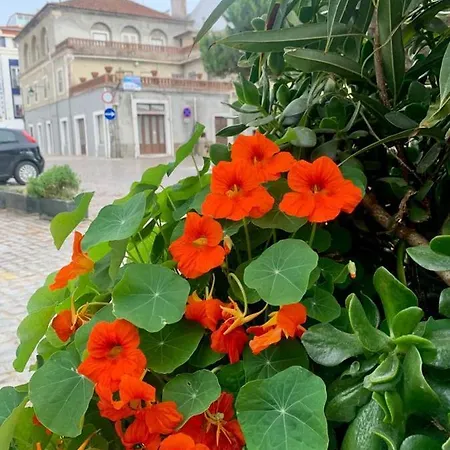 505 * Sao Martinho do Porto