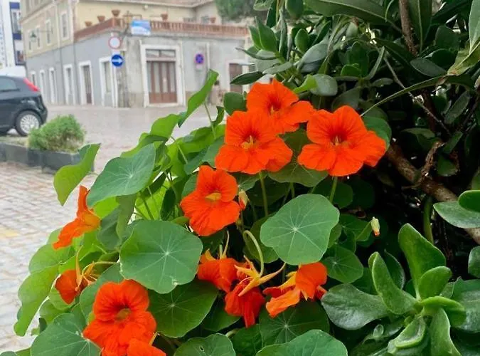 505 * Sao Martinho do Porto